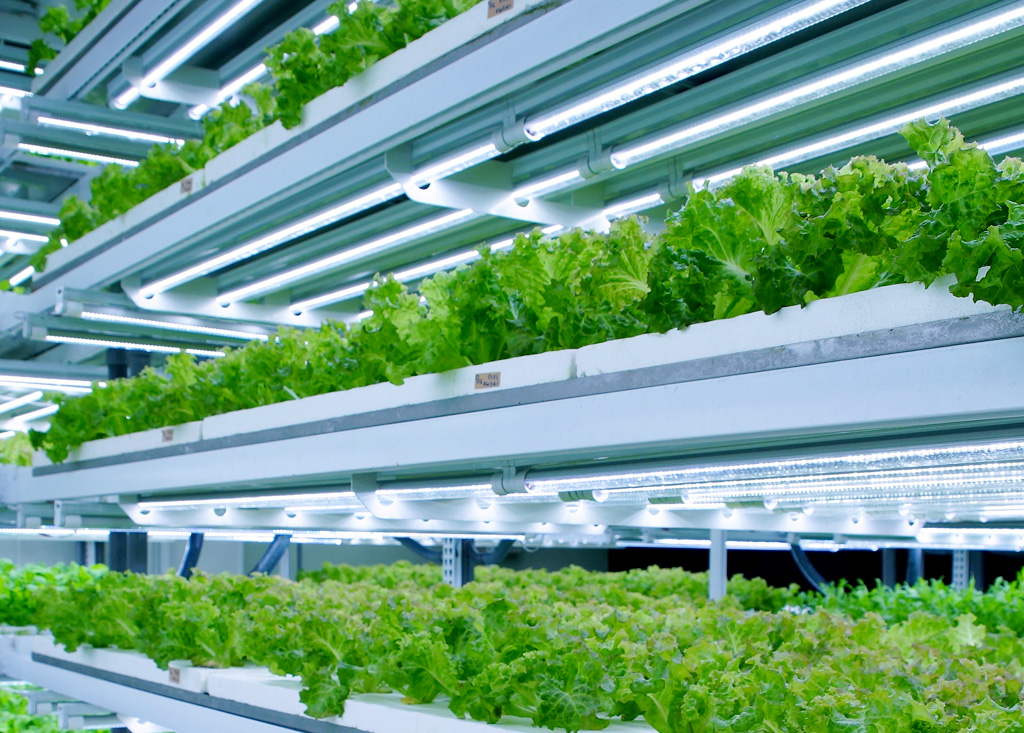 中壢植物工廠示範廠內部環境