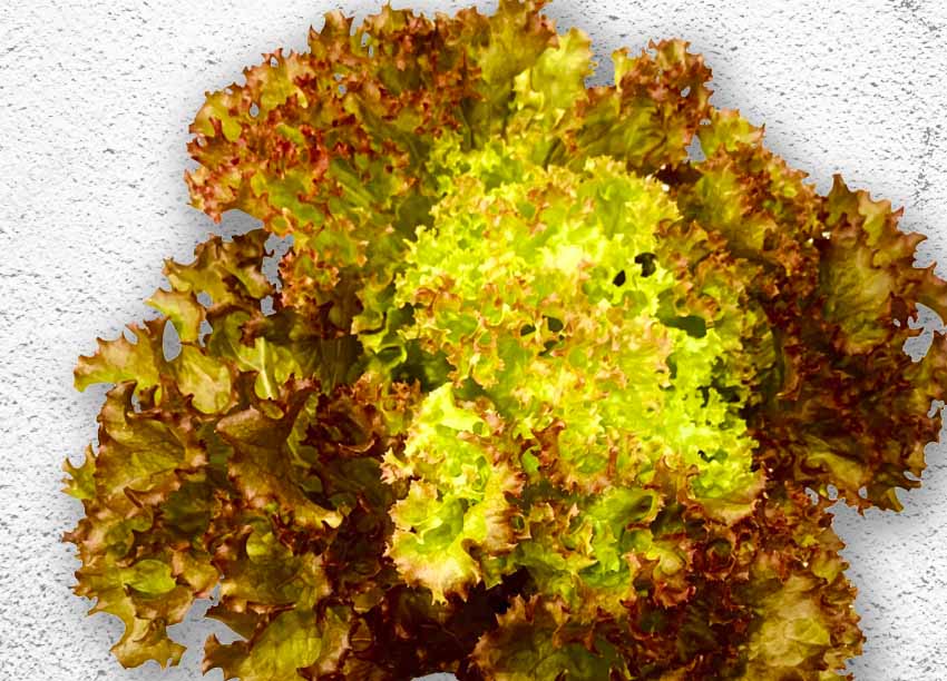 水野菜赤紅捲萵苣